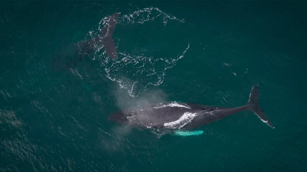 Bahía Solano y el avistamiento de ballenas