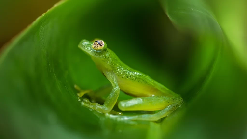 Chirripó Glassfrog - Hyalinobatrachium chirripoi
