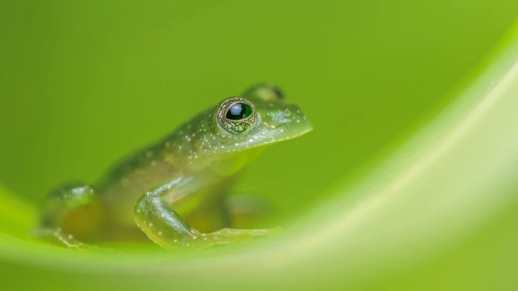Chiriqui Glass Frog - Teratohyla pulverata