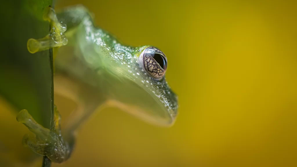Chiriqui Glass Frog - Teratohyla pulverata