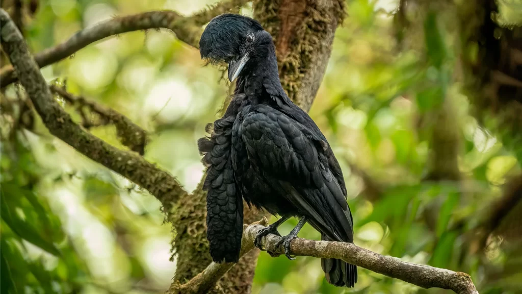 Long-wattled Umbrellabird / Cephalopterus penduliger