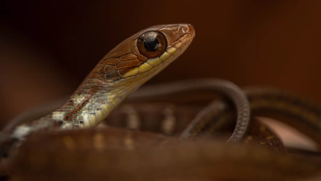 South American Forest Racer - Dendrophidion percarinatum