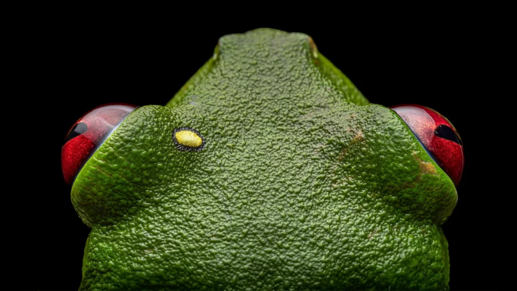 Gliding Treefrog - Agalychnis spurrelli