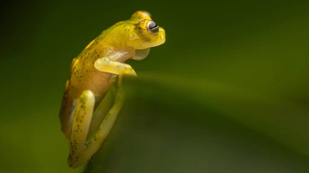 Atrato Glass Frog - Hyalinobatrachium aureoguttatum