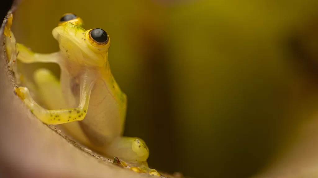Atrato Glass Frog - Hyalinobatrachium aureoguttatum