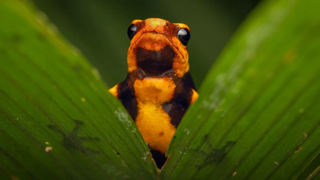 Lehmann's Poison Frog - Oophaga lehmanni