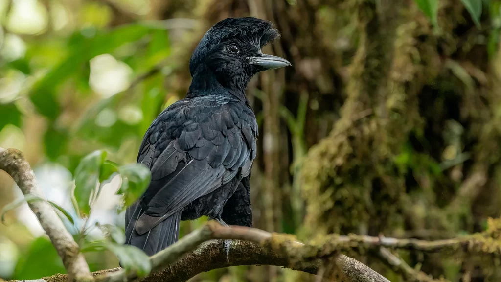Long-wattled Umbrellabird / Cephalopterus penduliger
