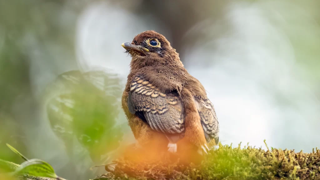 Choco Black-throated Trogon / Trogon cupreicauda (Inmature)