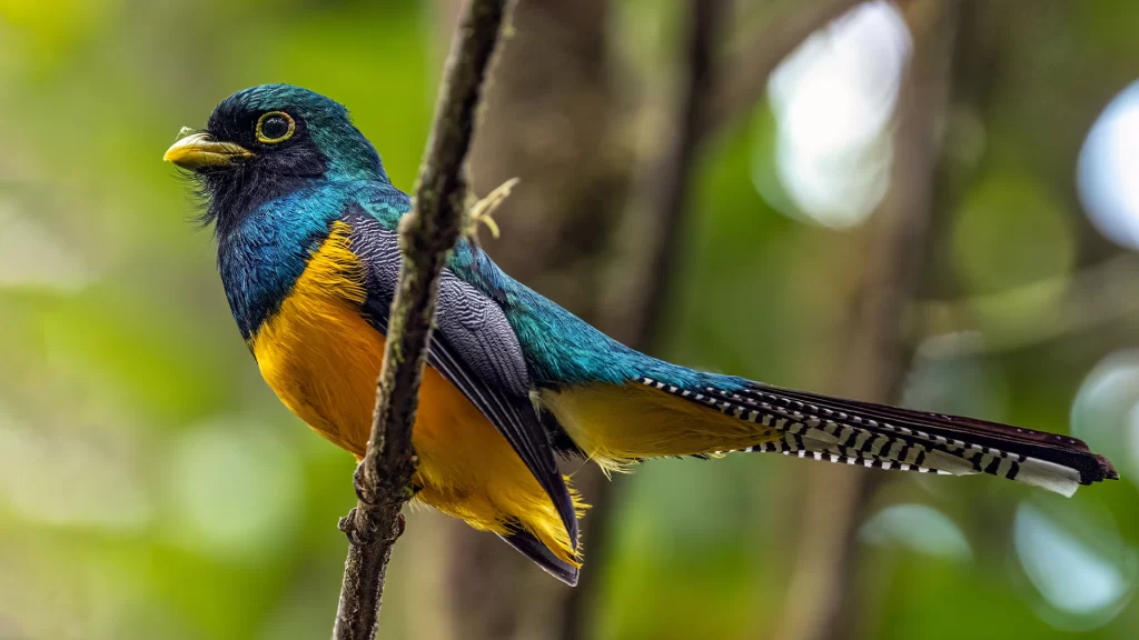 Choco Black-throated Trogon / Trogon cupreicauda