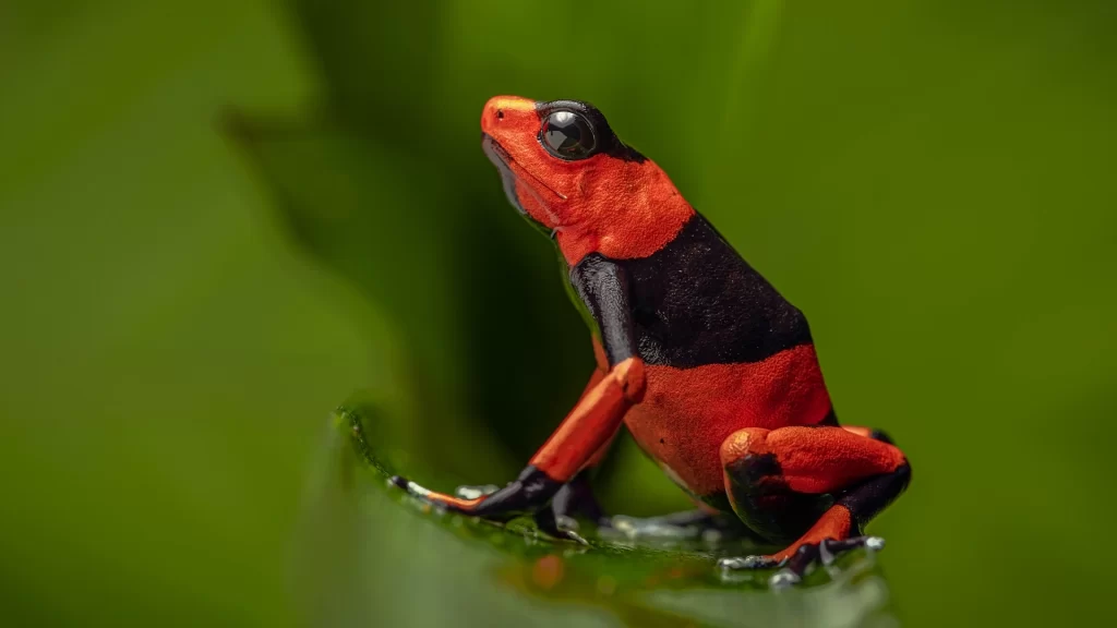 Viaja por el chocó biogeográfico de Colombia