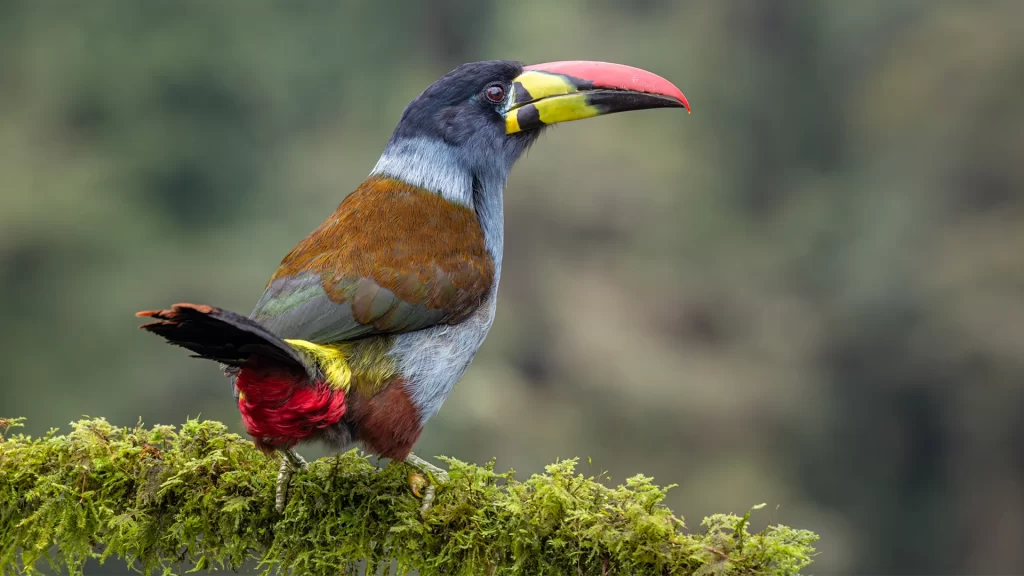 Gray-breasted Mountain Toucan - Andigena hypoglauca