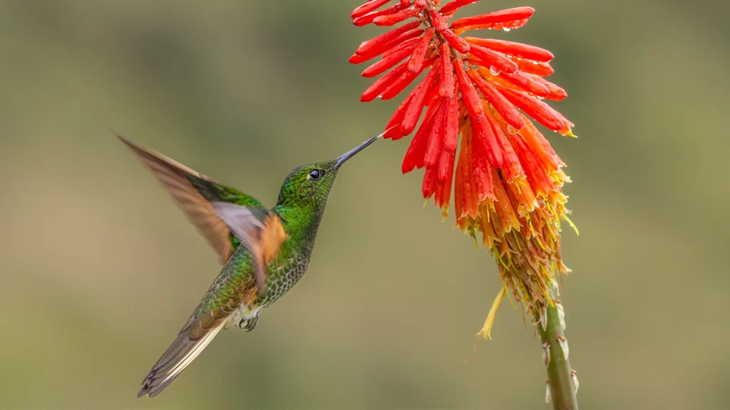 Buff-tailed Coronet / Boissonneaua flavescens