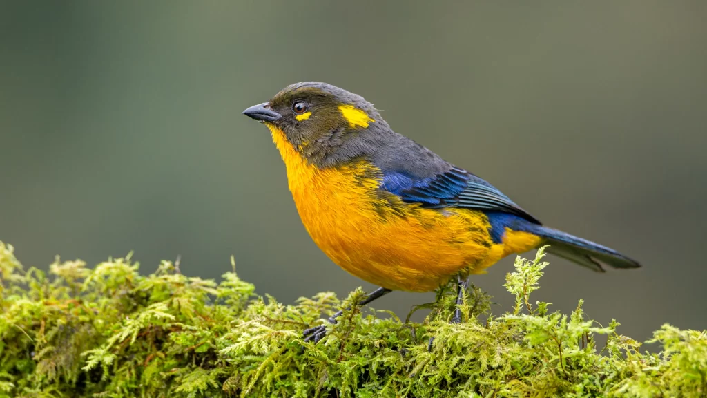 Lacrimose Tanager / Anisognathus lacrymosus