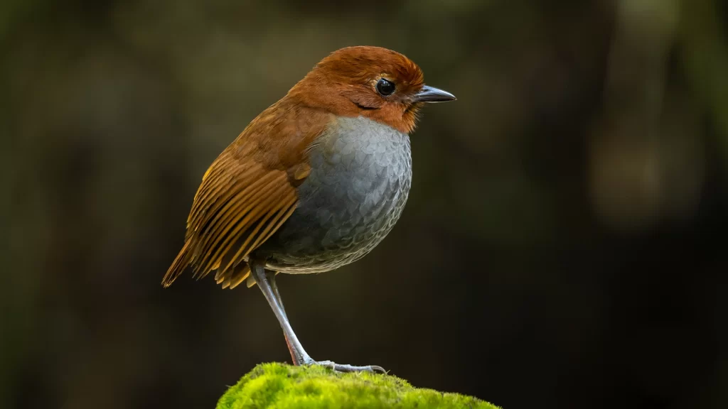 Bicolored Antpitta / Grallaria rufocinerea