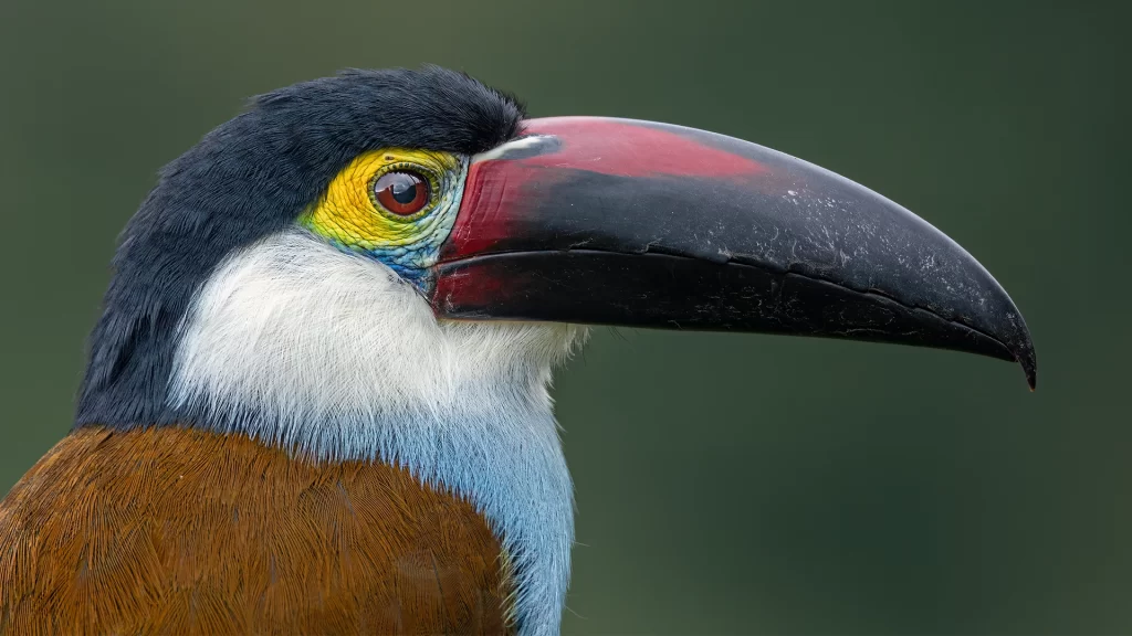 Black-billed Mountain Toucan - Andigena nigrirostris