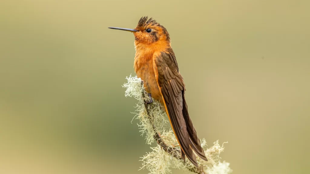 Shining Sunbeam / Aglaeactis cupripennis