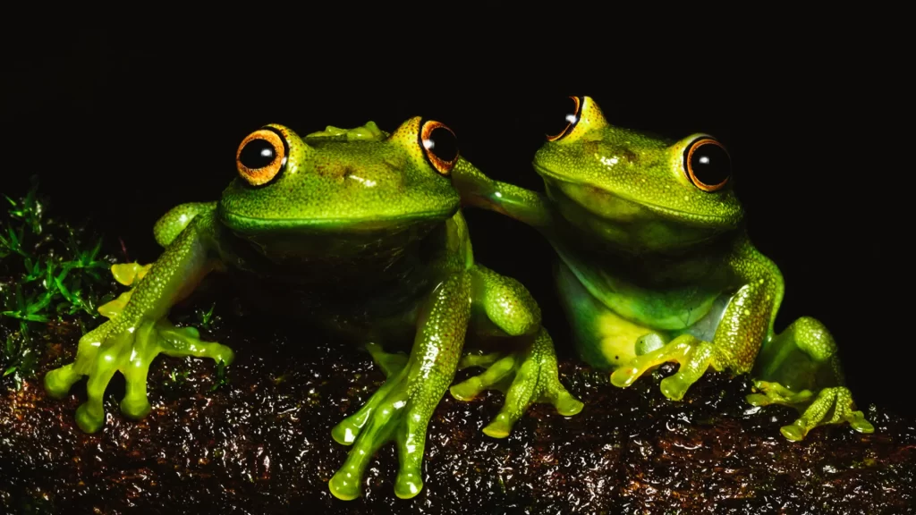 Demerara Falls Treefrog - Boana cinerascens