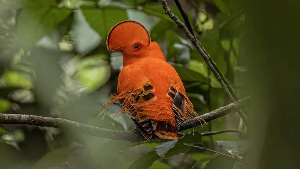 Guianan Cock of the rock / Rupicola rupicola