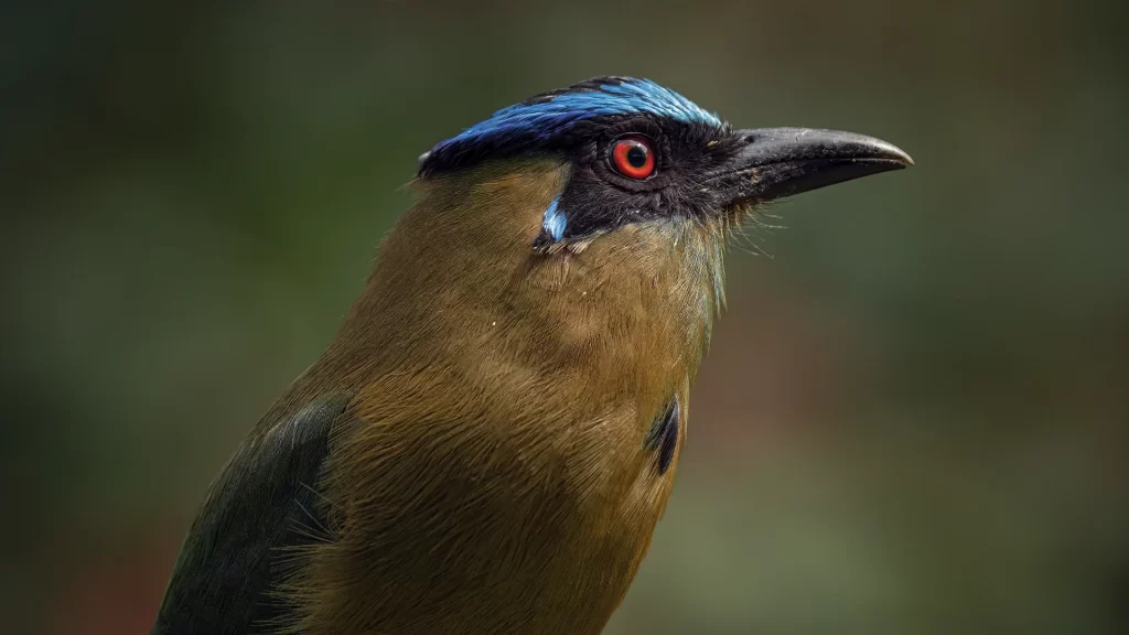 Andean Motmot / Momotus aequatorialis