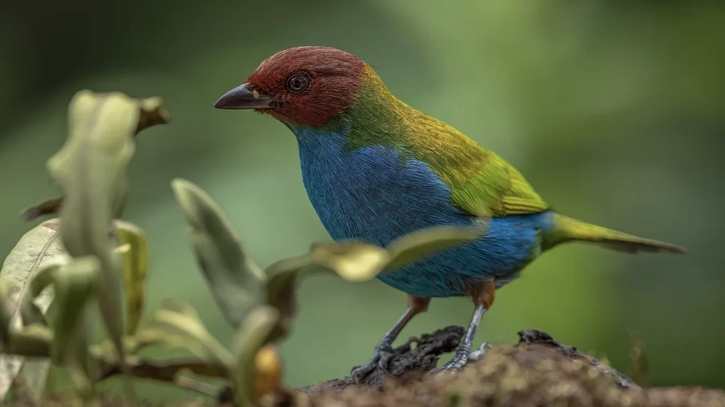 Bay-headed Tanager / Tangara Gyrola (Bay-and-blue)