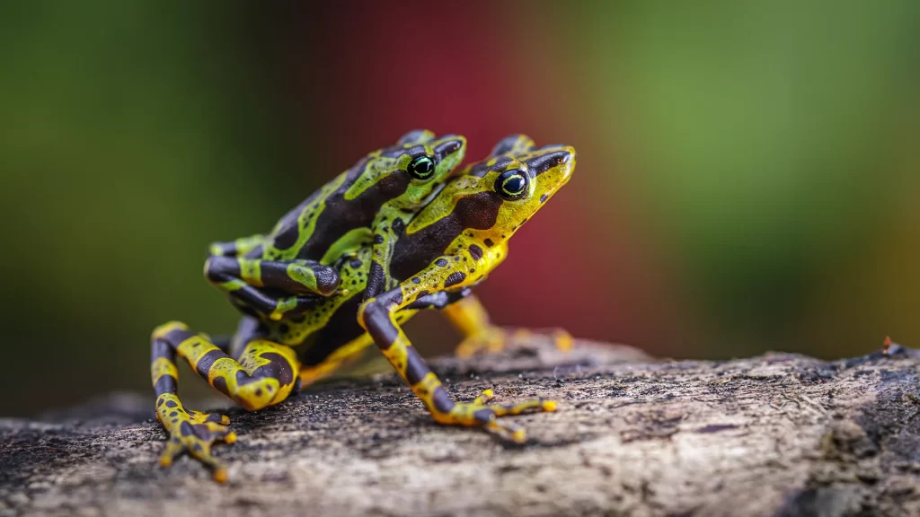 Condoto Stubfoot Toad - Atelopus spurrelli