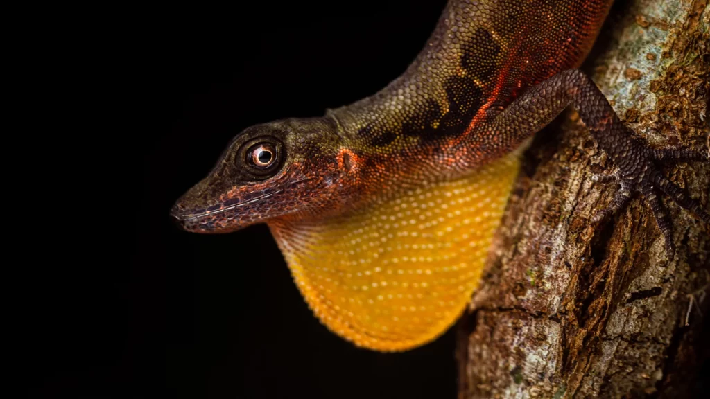 Dappled Anole - Anolis poecilopus