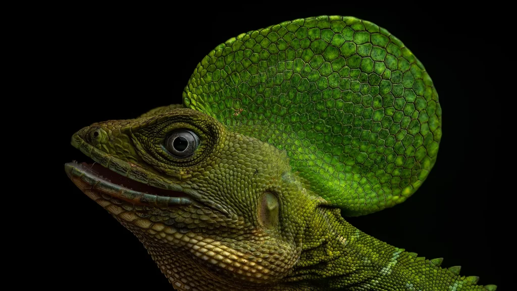 Western Basilisk - Basiliscus galeritus