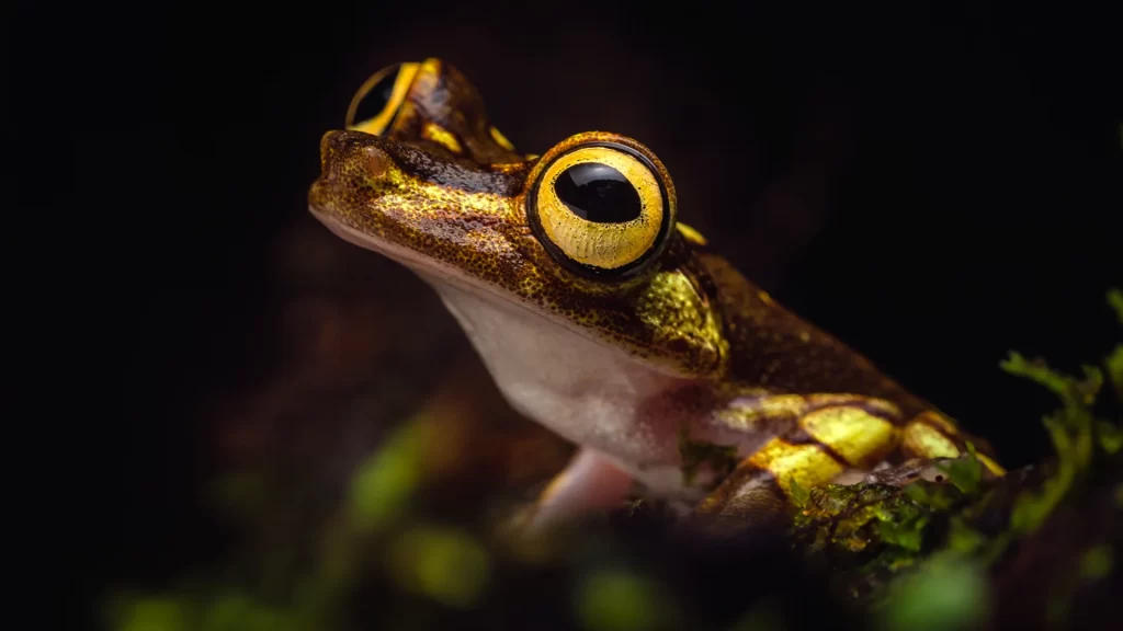 Imbabura Treefrog - Boana picturata