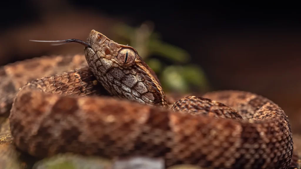 Terciopelo - Bothrops asper