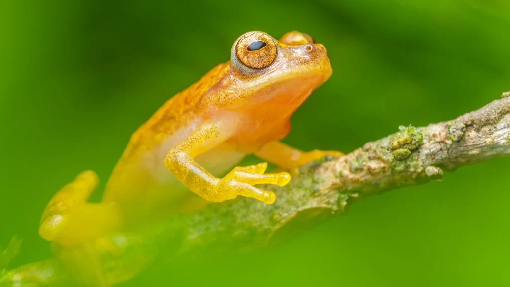 Small-headed Treefrog - Dendropsophus microcephalus