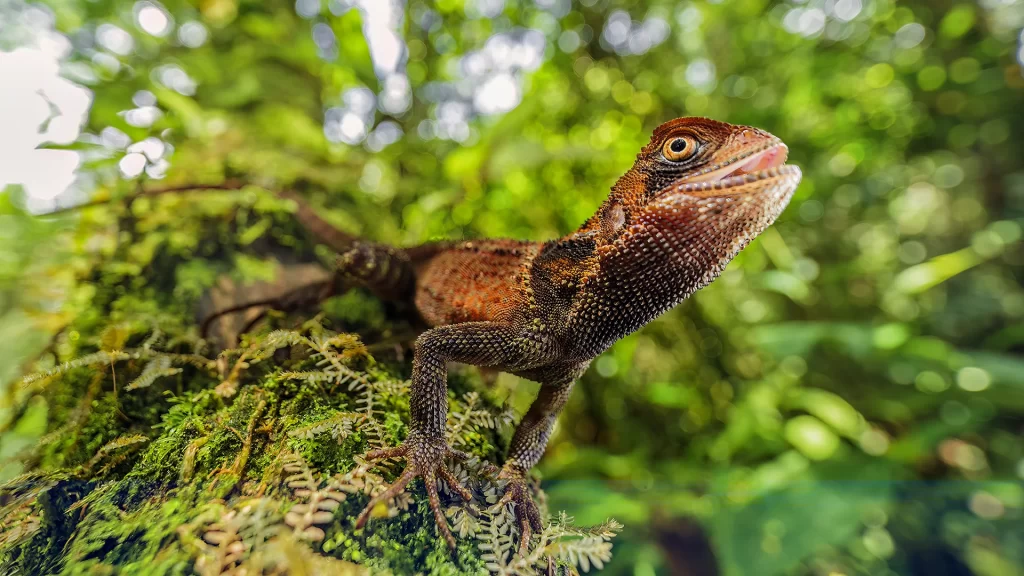 Bocourt's Dwarf Iguana - Enyalioides heterolepis