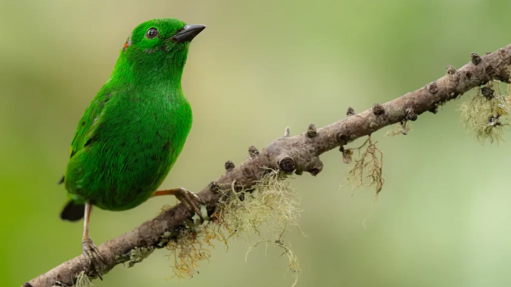 Glistening-green Tanager / Chlorochrysa phoenicotis