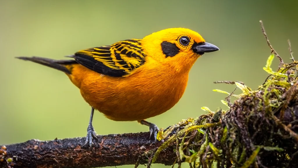 Golden Tanager - Tangara arthus