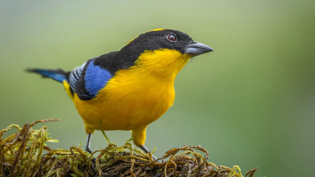 Blue-winged Mountain Tanager - Anisognathus somptuosus