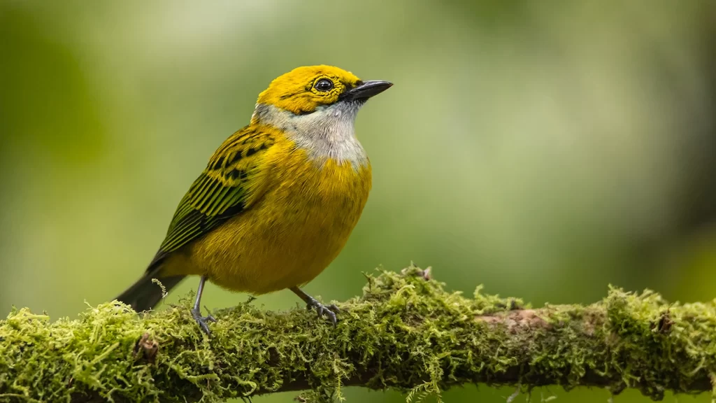Silver-throated Tanager - Tangara icterocephala