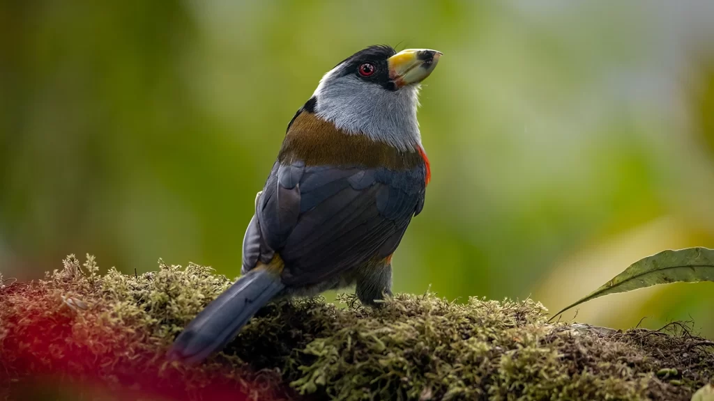 Toucan Barbet - Semnornis ramphastinus