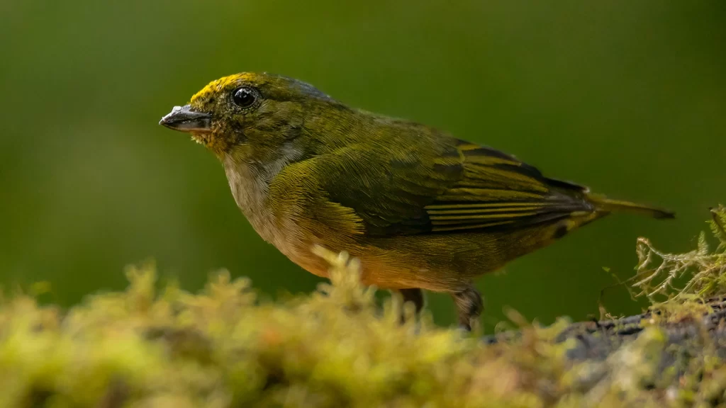 Orange-crowned euphonia - Euphonia saturata (Female)