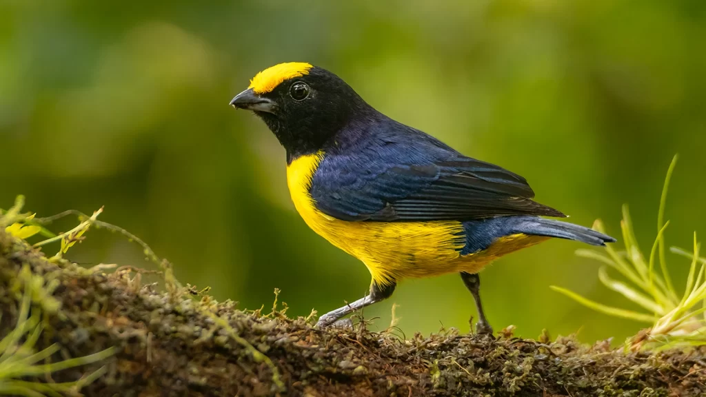 Orange-crowned euphonia - Euphonia saturata