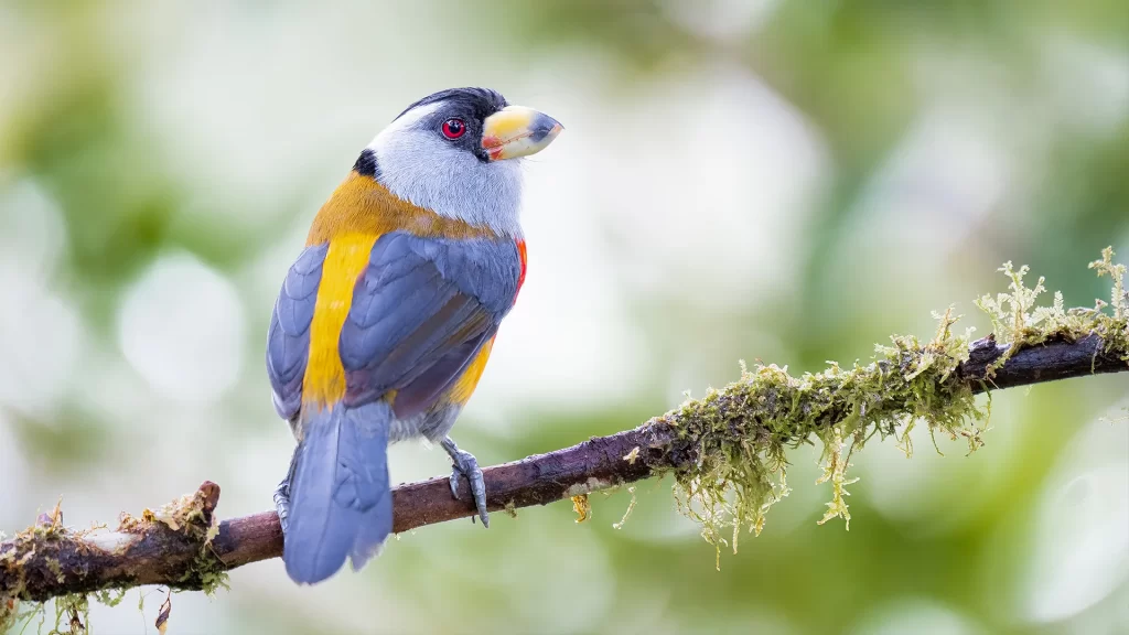 Toucan Barbet - Semnornis ramphastinus