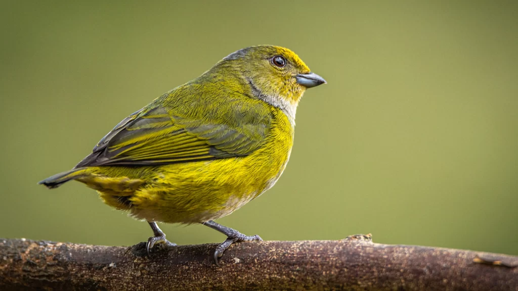 Orange-crowned euphonia - Euphonia saturata (Female)
