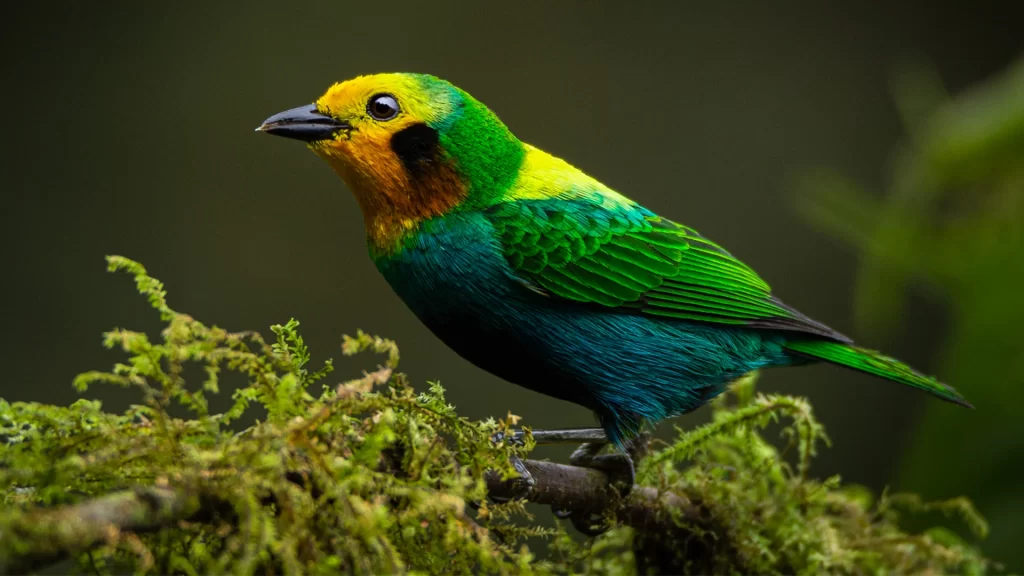 Multicolored Tanager - Chlorochrysa nitidissima