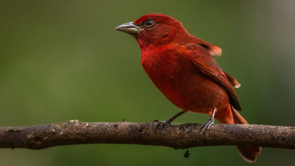 Summer Tanager / Piranga rubra