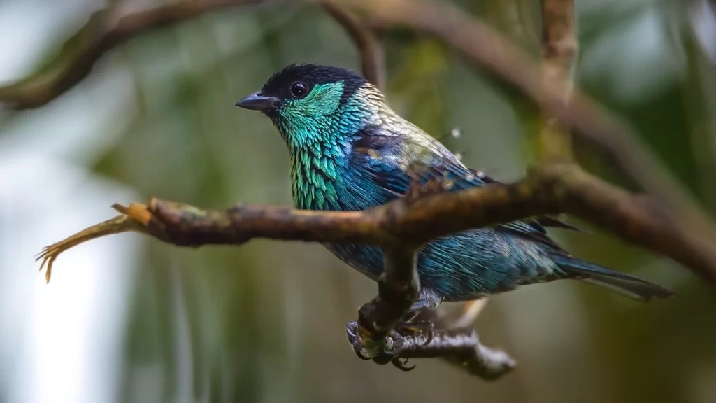 Black-capped Tanager / Stilpnia heinei