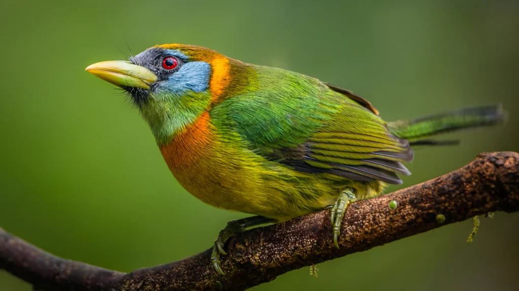 Red-headed Barbet - Eubuco bourcierii (Female)