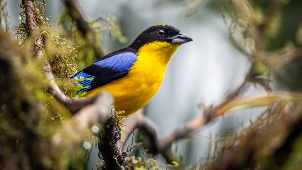 Blue-winged Mountain Tanager - Anisognathus somptuosus