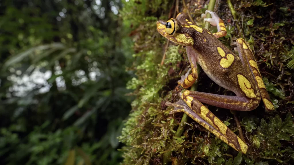Imbabura Treefrog - Boana picturata