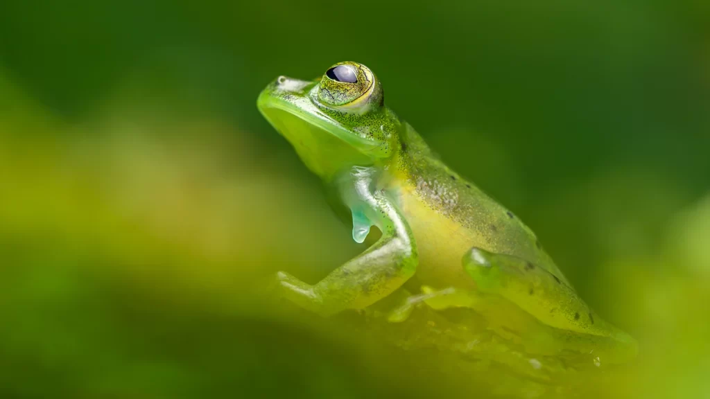 Espadarana prosoblepon (Nicaragua Giant Glass Frog)