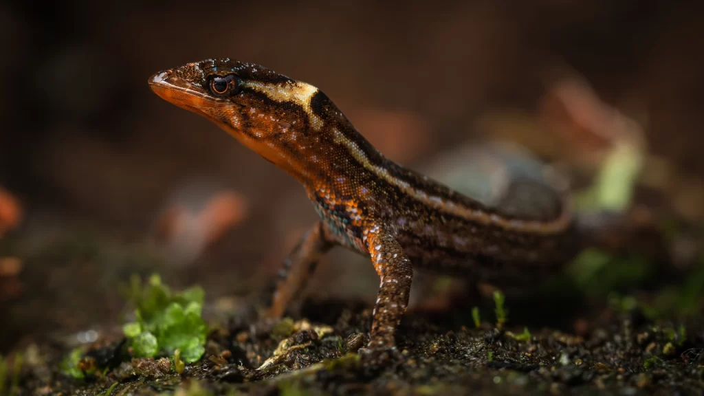 Lepidoblepharis duolepis