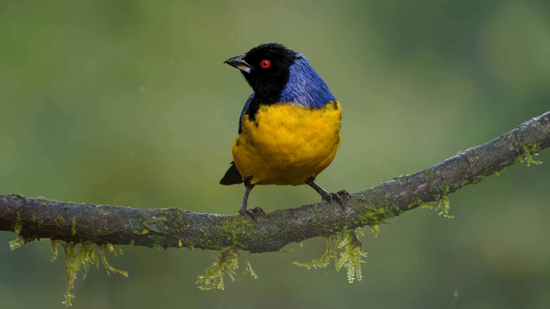 Here you will find the best bird photography tours. wildlife photography tours