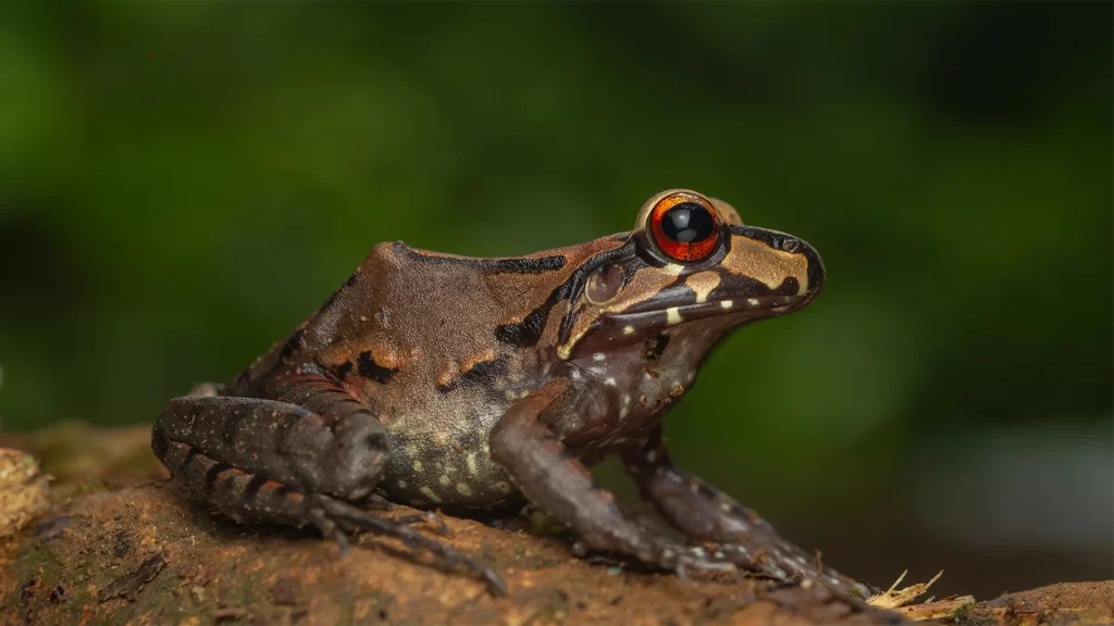 Red-thighed Thin-toed Frog - Leptodactylus rhodomerus